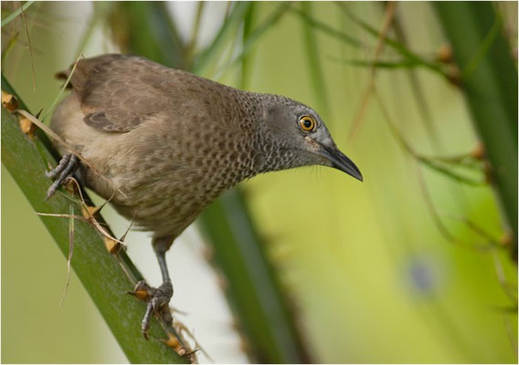 SCHUPPENDROSSLING, BROWN BABBLER, TURDOIDES PLEBEJUS
