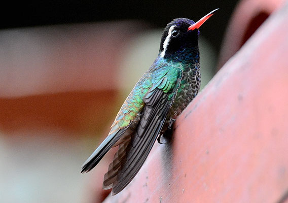 WEISSOHRSAPHIR, WHITE-EARED HUMMINGBIRD, HYLOCHARIS LEUCOTIS