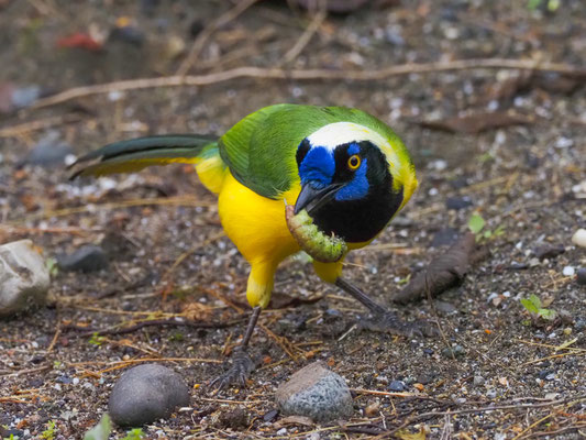 GRÜNHÄHER, GREEN JAY - CYANOCORAX YNCAS