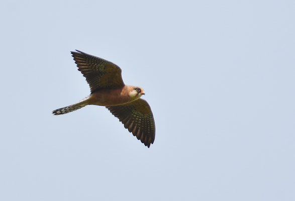 ROTFUSSFALKE, RED-FOOTED FALCON, FALCO VESPERTINUS