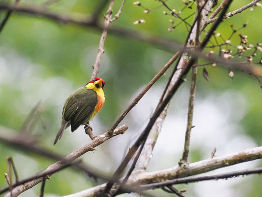 Goldbrustbartvogel, Lemon-throated Barbet - Eubucco richardsoni