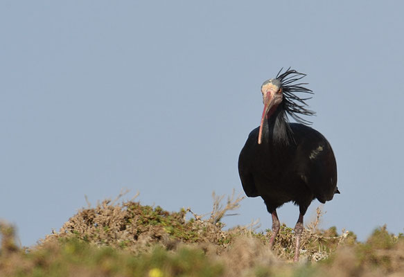 WALDRAPP, BALD IBIS, GERONTICUS EREMITA