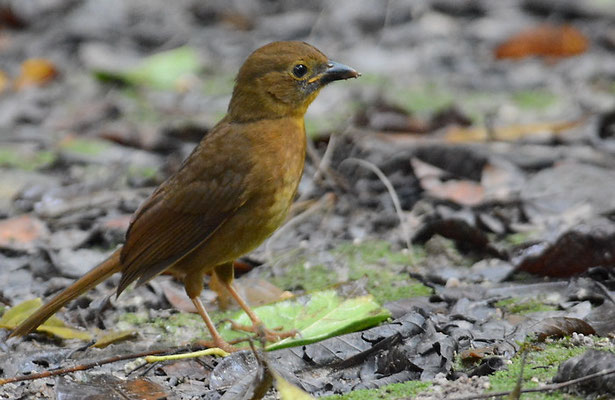 ROTKEHL-AMEISENTANGARE, RED-THROATED ANT-TANAGER, HABIA FUSCICAUDA 