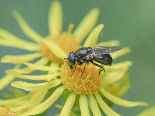 GRÖSSERE ERZSCHWEBFLIEGE, CHEILOSIA BERGENSTAMM