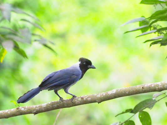 Hyazinthblaurabe, violaceous Jay - cyanocorax violaceus