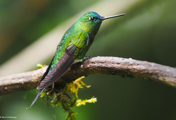 LANGSCHWANZHÖSCHENKOLIBRI, SAPPHIRE-VENTED PUFFLEG - ERIOCNEMIS LUCIANI