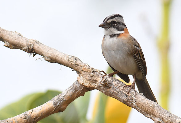MORGENAMMER, RUFOUS-COLLARED SPARROW, ZONOTRICHIA CAPENSIS