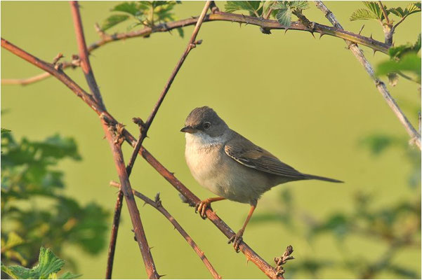 DORNGRASMÜCKE, WHITETHROAT, SYLVIA COMMUNIS