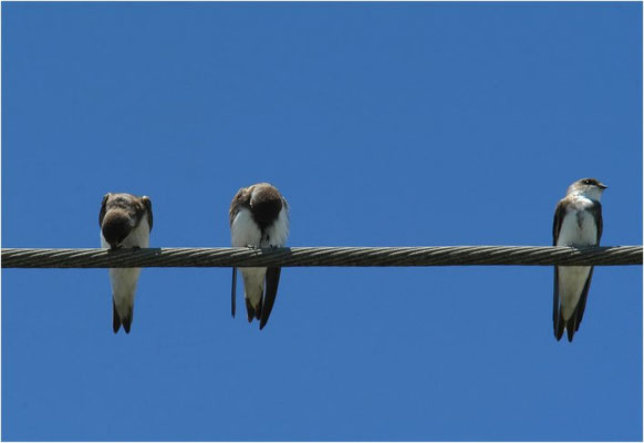 UFERSCHWALBE, SAND MARTIN, RIPARIA RIPARIA