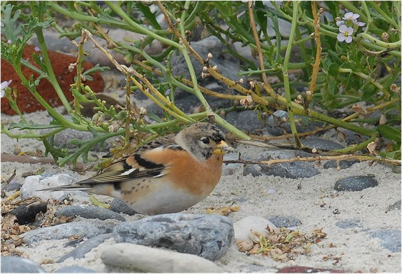 BERGFINK, BRAMBLING, FRINGILLA MONTIFRINGILLA