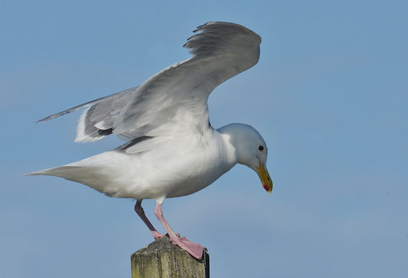 BERINGMÖWE, GLAUCOUS-WINGED GULL, LARUS GLAUCESCENS