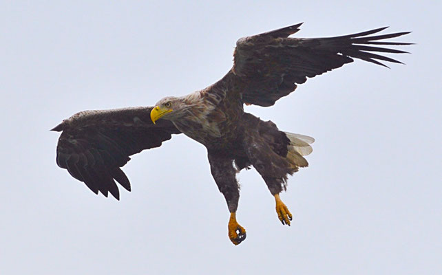 SEEADLER, WHITE-TAILED EAGLE, HALIAEETUS ALBICILLA