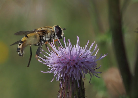 GROSSE SUMPFSCHWEBFLIEGE, HELOPHILUS TRIVITATTUS