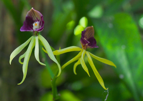 Orchidee im Orchideengarten