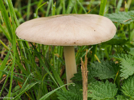 Großer Scheidling - Volvariella gloiocephala