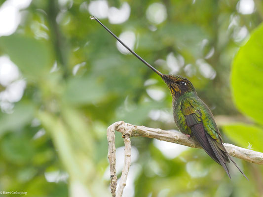 SCHWERTSCHNABELKOLIBRI, SWORD-BIILED HUMMINGBIRD - ENSIFERA ENSIFERA