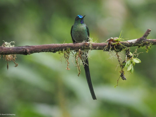 LANGSCHWANZSYLPHE, VIOLET-TAILED SYLPH -  AGLAIOCERCUS COELESTIS