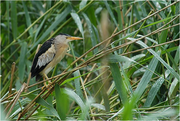 ZWERGDOMMEL, LITTLE BITTERN, IXOBRYCHUS MINUTUS