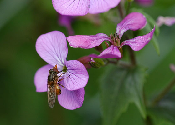 GEMEINE SCHNAUZENSCHWEBFLIEGE, RHINGIA CAMPESTRIS