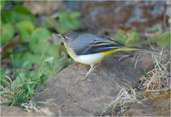 GEBIRGSSTELZE, GREY WAGTAIL, MOTACILLA CINEREA