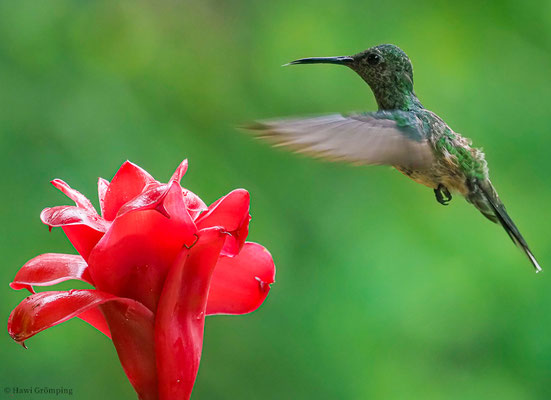 SCHUPPENBRUSTKOLIBRI, SCALY-BREASTED HUMMINGBIRD, PHAEOCHROA CUVIERII