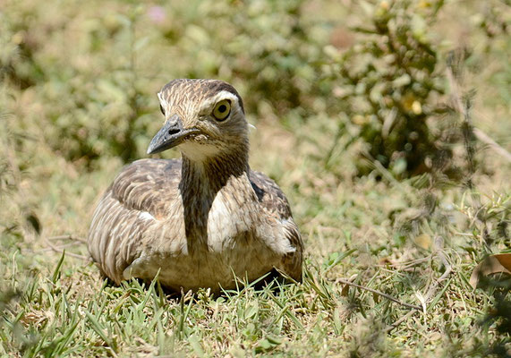 DOMINIKANERTRIEL, DOUBLE-STRIPED THICK-KNEE, BURHINUS BISTRIATUS