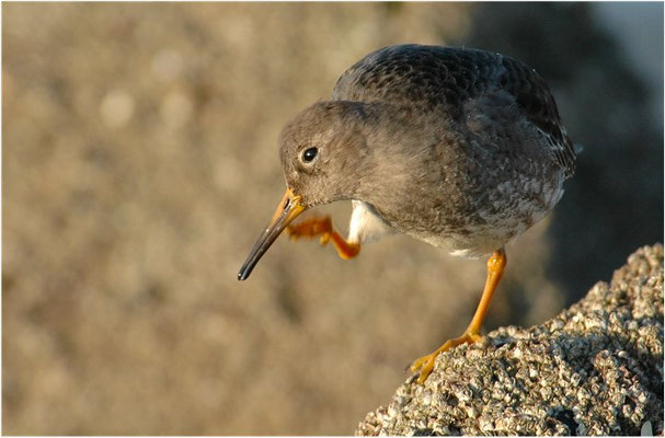 MEERSTRANDLÄUFER, PURPLE SANDPIPER, CALIDRIS MARITIMA