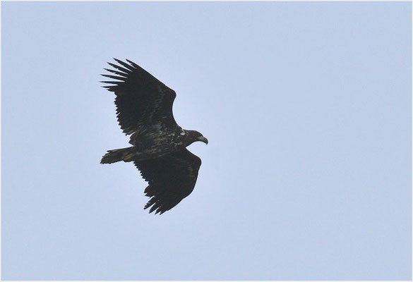 SEEADLER, WHITE-TAILED EAGLE, HALIAEETUS ALBICILLA