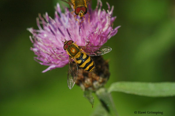 GROSSE SCHWEBFLIEGE, SYRPHUS RIBESII