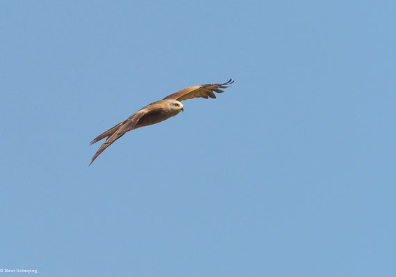 SCHWARZMILAN, BLACK KITE, MILVUS MIGRANS