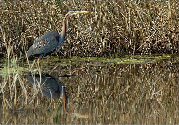 PURPURREIHER, PURPLE HERON, ARDEA PURPUREA