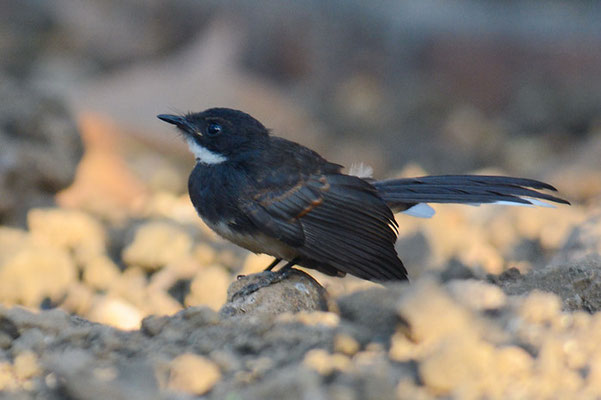 MALAIENFÄCHERSCHWANZ, PIED FANTAIL, RHIPIDURA JAVANICA