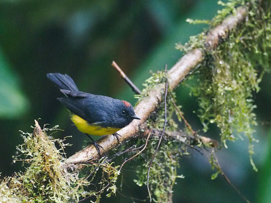 LARVENWALDSÄNGER, SLATE-THROATED WHITESTART - MYIOBORUS MINIATUS