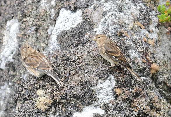 BERGHÄNFLING, TWITE, CARDUELIS FLAVIROSTRI