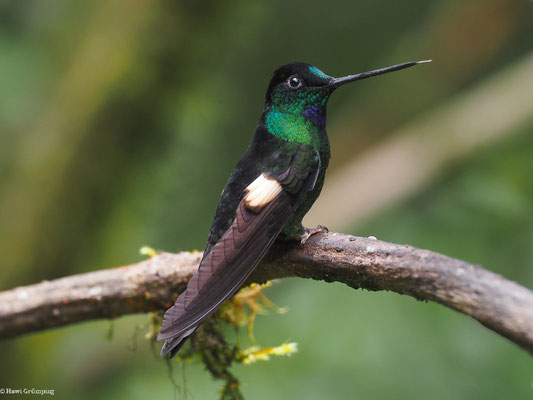 FAHLFLÜGEL-ANDENKOLIBRI, BUFF-WINGED STARFRONTLET - COELIGENA LUTETIAE