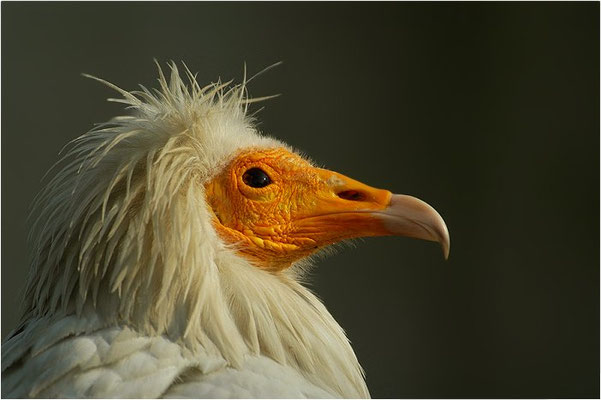 SEEADLER, WHITE-TAILED EAGLE, HALIAEETUS ALBICILLA