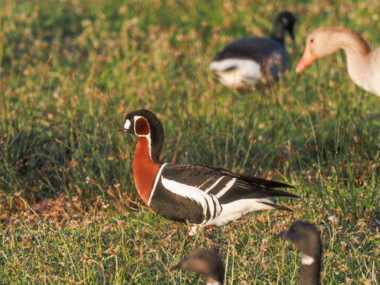 Rothalsgans, Red-breasted goose, Branta rufficollis