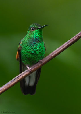 STREIFENSCHWANZKOLIBRI, STRIPE-TAILED HUMMINGBIRD, EUPHERUSA EXIMIA