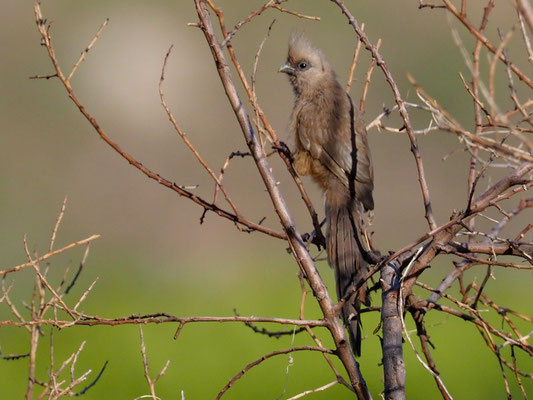 BRAUNFLÜGEL-MAUSVOGEL, SPECKLED MOUSEBIRD, COLIUS STRIATUS