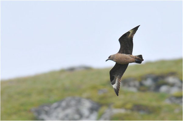 SKUA, GREAT SKUA, STERCORARIUS SKUA