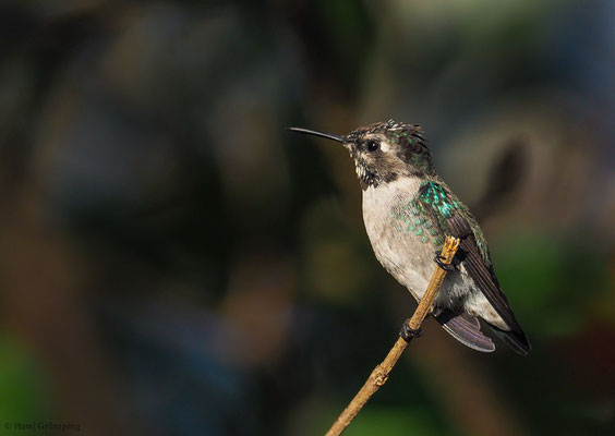 BIENENELFE, BEE-HUMMINGBIRD, MELISUGA HELENAE