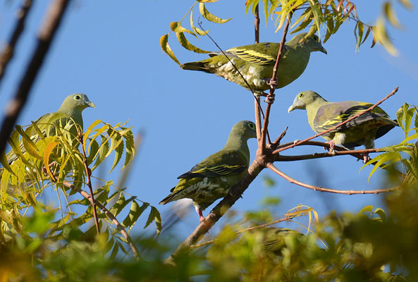 GRAUMASKENTAUBE, GREY-CHEEKED GREEN PIGEON, TRERON GRISEICAUDA