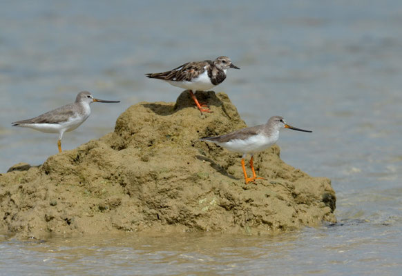 TEREK-WASSERLÄUFER, TEREK SANDPIPER, XENUS CINEREUS