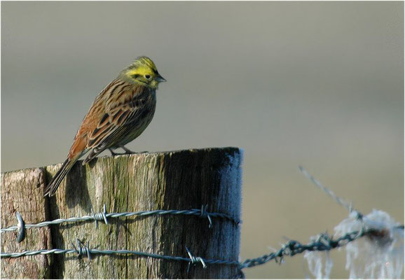 GOLDAMMER, YELLOWHAMMER, EMBERIZA CITRINELLA