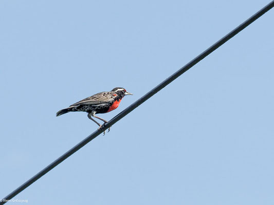 WEISSSCHENKELSTÄRLING, PERUVIAN MEDOWLARK - STURNELLA BELLICOSA