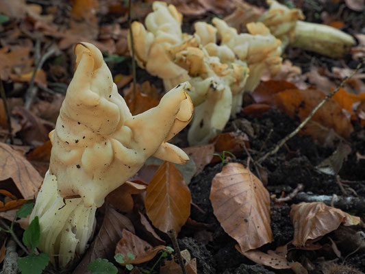 Herbst-Lorchel - Helvella crispa, syn. Helvella pithyophila