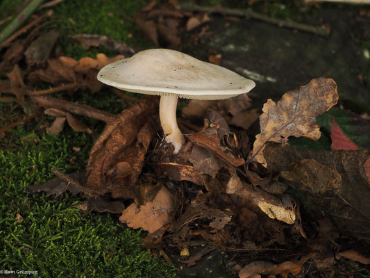 Bleiweißer Trichterling - Clitocybe phyllophila