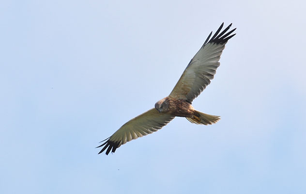 ROHRWEIHE, MARSH HARRIER, CIRCUS AERUGINOSUS