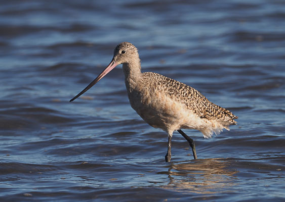 MARMORSCHNEPFE, MARBLED GODWIT, LIMOSA FEDOA