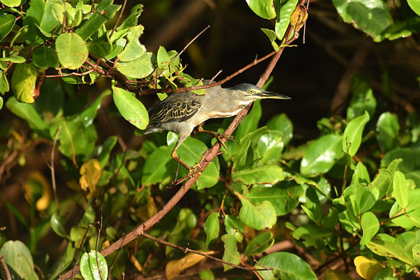 MANGROVENREIHER, STRIATED HERON, BUTORIDES STRIATA
